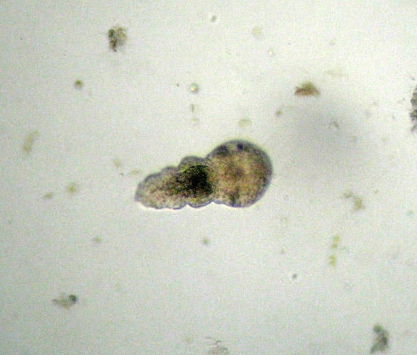 Chaetopterus variopedatus juv?